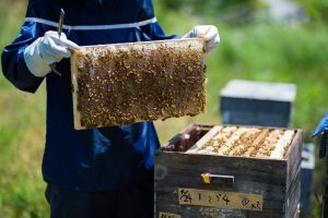 養蜂場のハチ